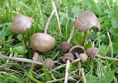 Panaeolus foenisecii